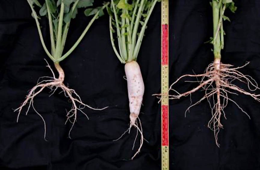 Cover Crops with root structure