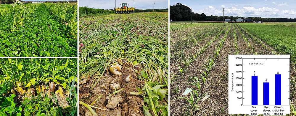 Organic grain transition image collage