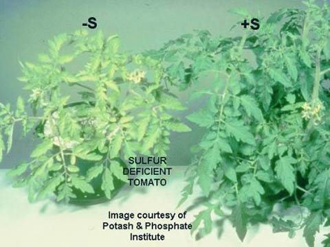 plant nutrient deficiency