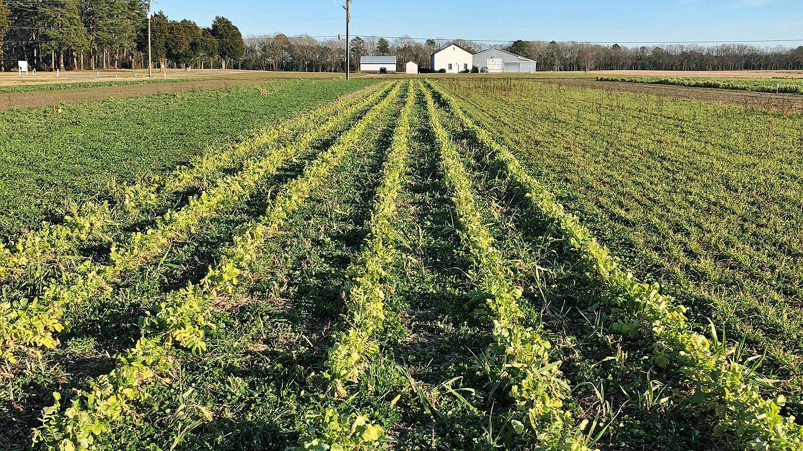 Cover Crop Innovation Center Environmental Science Technology   Cover Crop 1600 